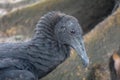Close up portrait of the black vulture Coragyps atratus, also known as the American black vulture Royalty Free Stock Photo