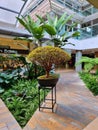 Colombia, Medellin, bonsai on display in a shopping center