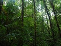 Colombia Rainforest