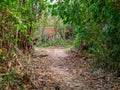 Colombia, Tayrona National Park, walk path in the jungle