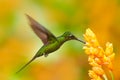 Colombia wildlife. Empress brilliant hummingbird in flight with yellow flower in from Colombia. Hummingbird in the nature tropical Royalty Free Stock Photo