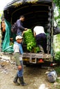 BUENAVISTA, QUINDIO, COLOMBIA, 15 AUGUST, 2018: Banana harvesting