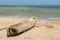 Colombian beach