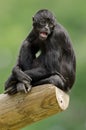 Colombian Black Spider Monkey Royalty Free Stock Photo