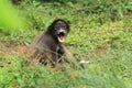 Colombian brown spider monkey