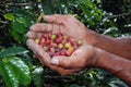 Colombian coffee farm hands