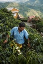 Colombian coffee farmer is harvesting coffee beans in a lush, green coffee farm