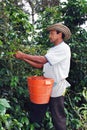 Colombian coffee farmer picking