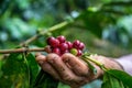 Colombian coffee plantation in the middle of mountains