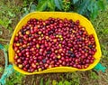 Basket of ripe coffee ready to be pulped