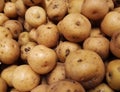 Colombian Creole potato papa criolla. Raw tuber produce Royalty Free Stock Photo