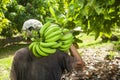 Colombian farmer with bunch of green bananas - Musa x paradisiaca Royalty Free Stock Photo