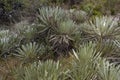 Colombian frailejon plant or espeletia