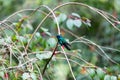 Colombian hummingbird