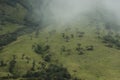 Colombian landscape: cloudy meadow with trees and bushes