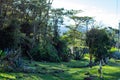 Colombian landscape with grass and trees