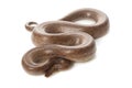 Colombian rainbow boa Royalty Free Stock Photo