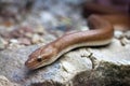 Colombian rainbow boa Epicrates cenchria maurus Royalty Free Stock Photo