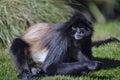 Colombian Spider Monkey Royalty Free Stock Photo