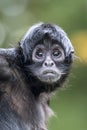 Colombian spider monkey Ateles fusciceps rufiventris