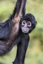 Colombian spider monkey Royalty Free Stock Photo