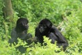 Colombian spider monkey Royalty Free Stock Photo