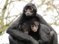 Colombian spider monkey family Royalty Free Stock Photo