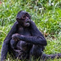 Colombian Spider Monkey with her babies