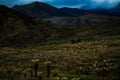 Colombian wasteland covered by hundreds of frailejones native plant of said ecosystem