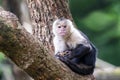 Colombian white-faced capuchin Cebus capucinus