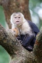 Colombian white-faced capuchin Cebus capucinus