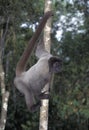 COLOMBIAN WOLLY MONKEY lagothrix lagothricha lugens, ADULT HANGING FROM BRANCH
