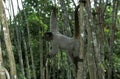 Colombian Wolly Monkey, lagothrix lagothricha lugens, Adult Hanging from Branch