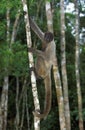 Colombian Wolly Monkey, lagothrix lagothricha lugens, Adult Hanging from Branch