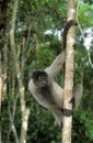 Colombian Wolly Monkey, lagothrix lagothricha lugens, Adult Hanging from Branch