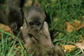 Colombian Wolly Monkey, lagothrix lagothricha lugens, Young sitting on Grass, Pantanal in Brazil