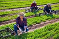 Colombian workwoman cutting green arugula on farm field Royalty Free Stock Photo