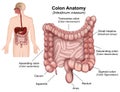 Colon anatomy illustration on white background