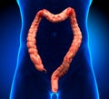 Colon Anatomy - real view Royalty Free Stock Photo