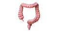 Colon anatomy on white background, 3d render Royalty Free Stock Photo
