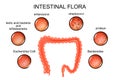 The colon. intestinal flora