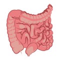 Colon, intestinal tract system