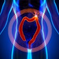 Colon / Large Instestine - Male anatomy of human organs - x-ray view