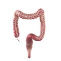 The colon Royalty Free Stock Photo