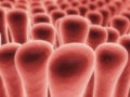 Colon villi Royalty Free Stock Photo