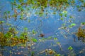 Colonia Carlos Pellegrini - June 28, 2017: Baby dark alligator at the Provincial Ibera park at Colonia Carlos Pellegrini,