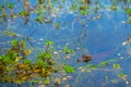 Colonia Carlos Pellegrini - June 28, 2017: Baby dark alligator at the Provincial Ibera park at Colonia Carlos Pellegrini,