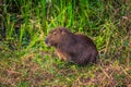 Colonia Carlos Pellegrini - June 28, 2017: Capybara at the Provincial Ibera park at Colonia Carlos Pellegrini, Argentina