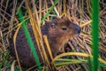 Colonia Carlos Pellegrini - June 28, 2017: Capybara at the Provincial Ibera park at Colonia Carlos Pellegrini, Argentina Royalty Free Stock Photo