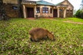 Colonia Carlos Pellegrini - June 28, 2017: Capybara at the Provincial Ibera park at Colonia Carlos Pellegrini, Argentina Royalty Free Stock Photo